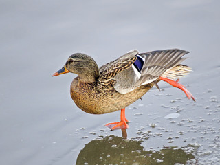a duck that makes a dance move.