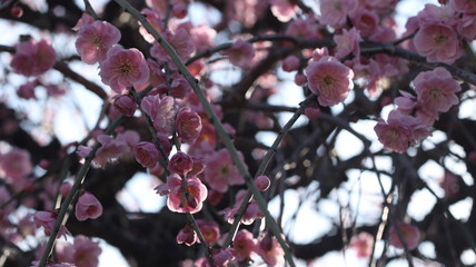 晴れた日のしだれ梅 クールイメージ 農業センター