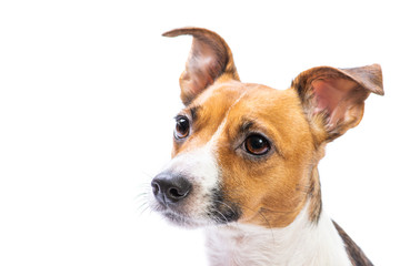 Portrait Jack Russell Terrier, standing in front, isolated white background