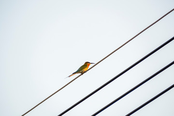 Blue-tailed bee-eater