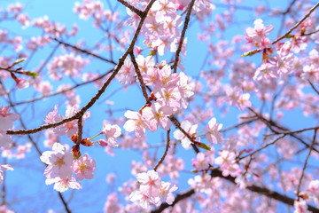 Cherry blossom