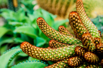 Collection beautiful prickly cacti in the greenhouse
