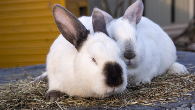 Line of domestic rabbits are eating grain and grass in farm hutch