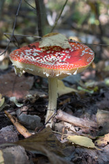 Membranes of red mushroom large. Macro.