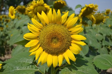  sunflower summer warm yellow