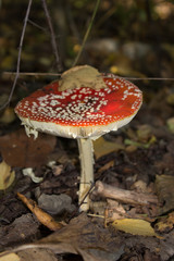 Membranes of red mushroom large. Macro.