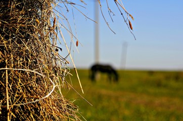  horse field landscape hay