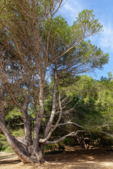 alte Kiefer, Mallorca, Spanien