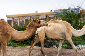 Camels grazing on plants in the desert city