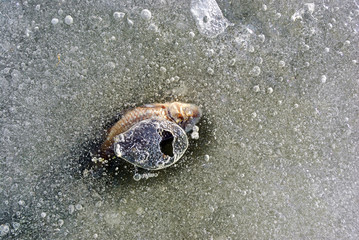 Dead frozen fish in melting ice of the pond, bubbles water texture, polluted water, close up