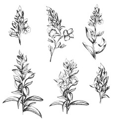 Set of contour vector flowers drawn by ink. Contour Clipart for use in design.
