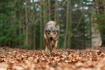 Fototapeta premium Wolf