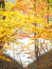 yellow maple tree in autumn