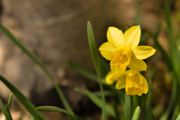 かわいい　花　水仙（6）