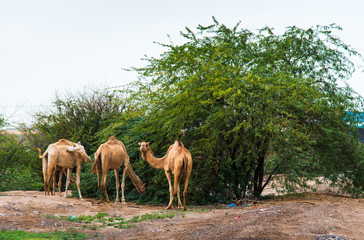 Camels grazing on plants in the desert