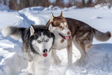 Dogs funny Playing in snow. Two husky dogs run and Fighting play.