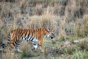 Wild Kanha National Park