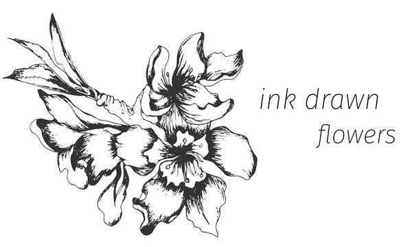 Outline vector flowers. Sketch flower, drawn by ink. Contour, cipart, usedesign