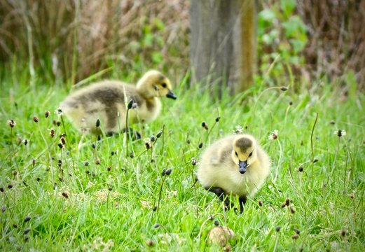 Goslings in the Grass