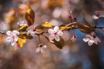 Almond flower in bloom. Close up view of white and pink almond blossoms on a branch. 