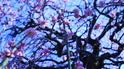 晴れた日のしだれ梅園 クールイメージ 農業センター