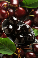 Prunus cerasus ft7107_3382 Amarene Sour cherry