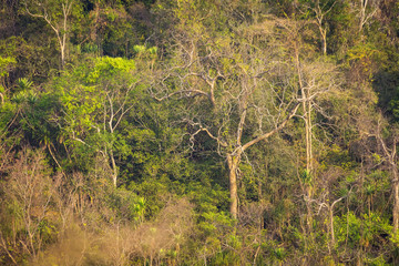 Dry tree on mountain forest