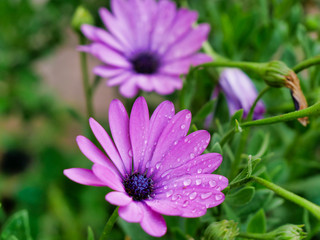 Purple Daisy  flower With some drops of water close up shot