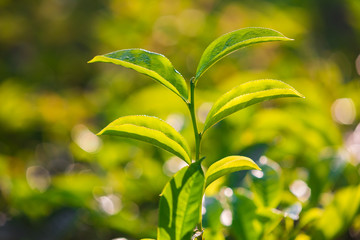 Fresh green tea leaves close up at sunrise