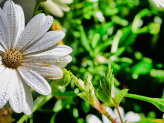 Close up shot of a Daisy Flower With a drop of water during the mornig