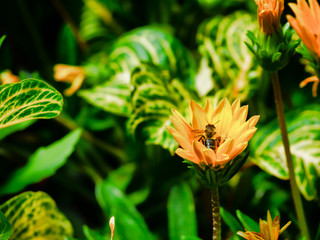 A Bee about to fly in a yelow flower at  the garden