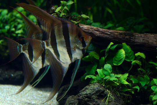 View of pair of freshwater angelfish in aquarium