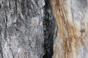 There is no bark on the part of the apple tree trunk
