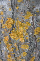 Yellow lichen on plum trunk