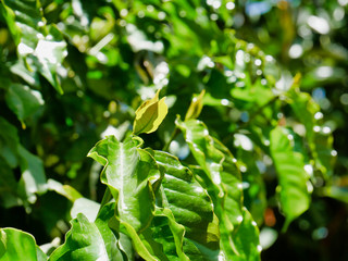 New Leaves blooming from a coffee Plant in Ethiopia