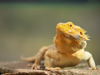Pogona or Bearded dragon