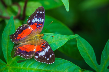 Brazilian Insect This insects is very common in brazilian savannah.