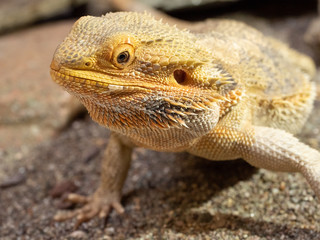 Pogona or Bearded dragon