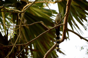 Green-billed-malkoha bird on the tree