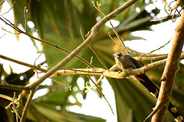 Green-billed-malkoha birds are pecking worms on trees.