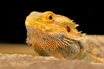 Pogona or Bearded dragon