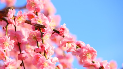 夕日を浴びるしだれ梅と春の空 農業センター ふんわりあざやかイメージ