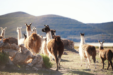 Lamas on the farm near Slar De Uyuni salt flat on Altiplano plateau, Bolivia. © smallredgirl