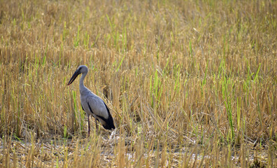 Birds are looking for food in the fields.