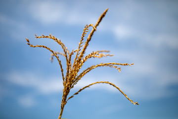Close up of corn tassel in plantation with blue sky background