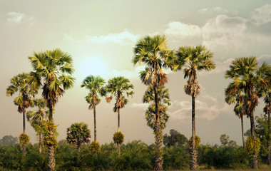 Landscape of palm trees in the morning