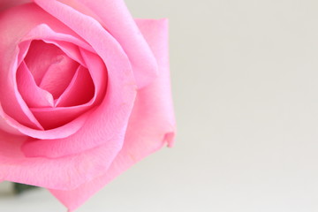 pink rose on white background