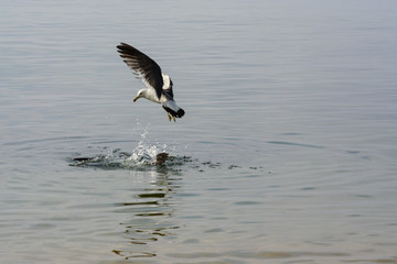 Naklejka premium Single seagull flyes in the sky.