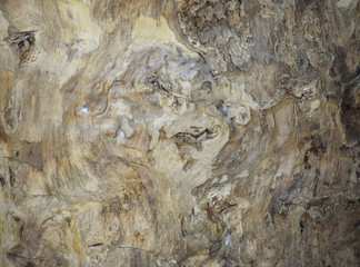 Pattern of trees that remove bark