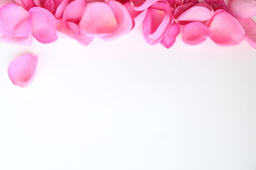 Obraz premium pink rose petals on white background with copy space for text